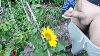 Outdoor guy pollinates a sunflower