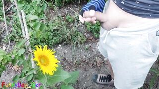 Outdoor guy pollinates a sunflower