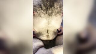 Very hairy bald blue-eyed guy sitting around and swinging flaccid uncut dick and balls